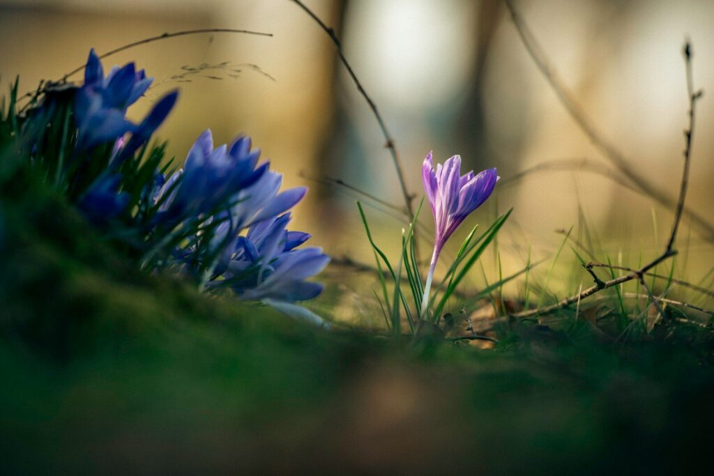 Purple crocus flowers bloom in green grass