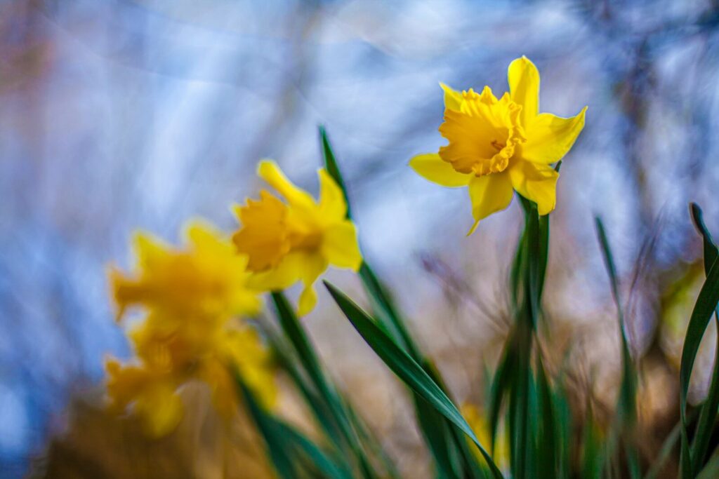 Three yellow daffodils bloom in soft focus.