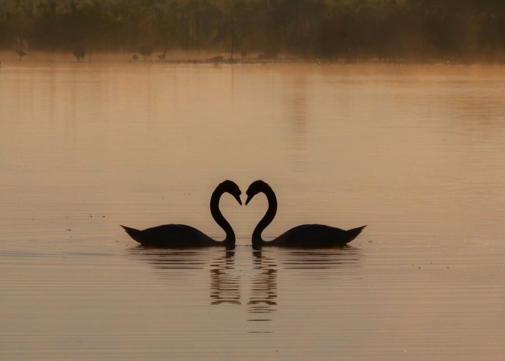 black swan on water during daytime